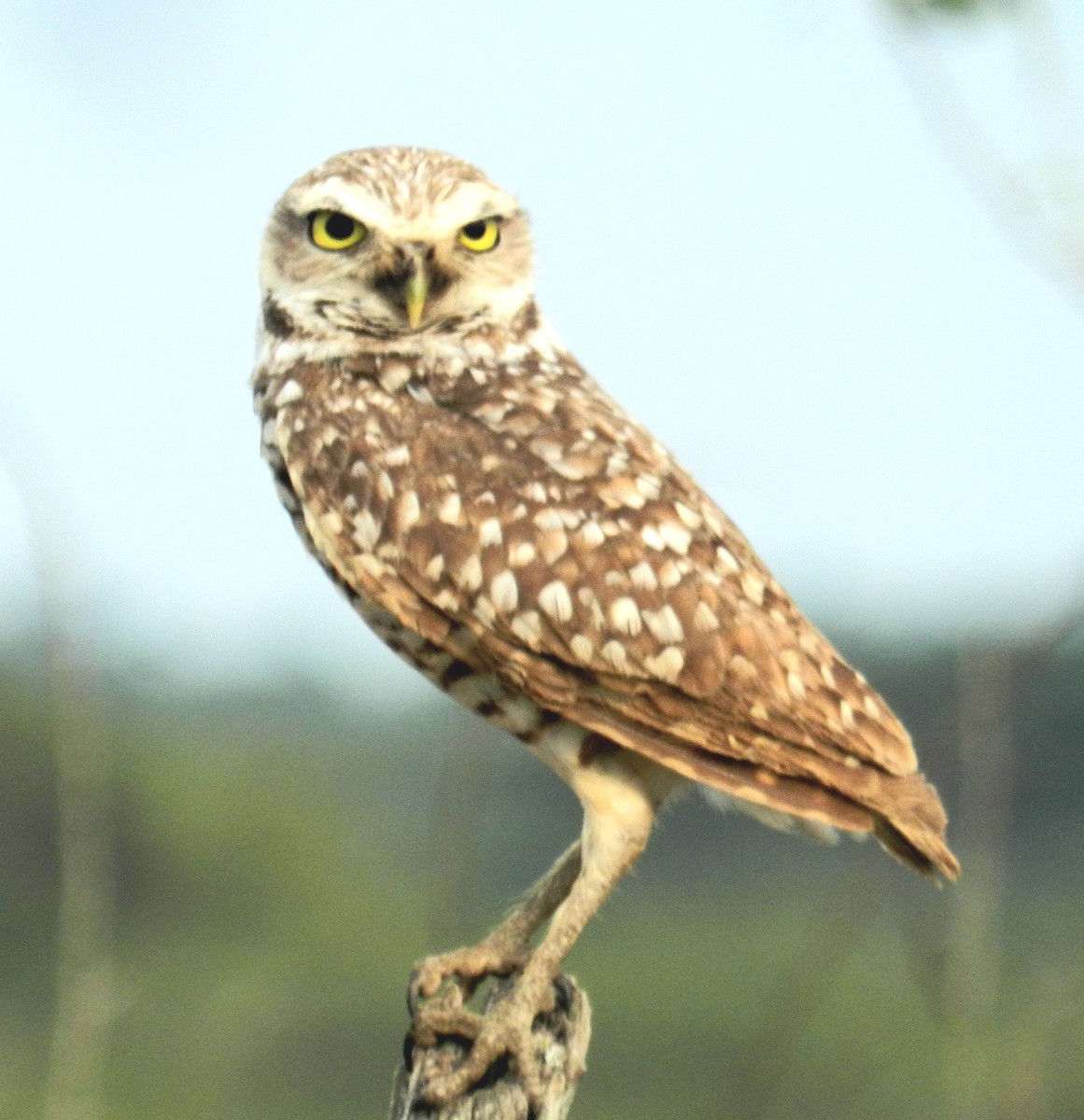 Burrowing Owl - ML619397070