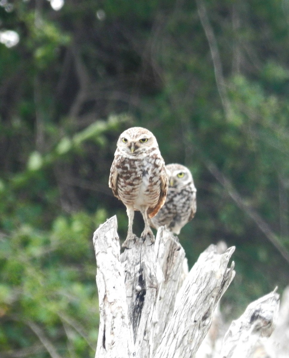 Burrowing Owl - ML619397071