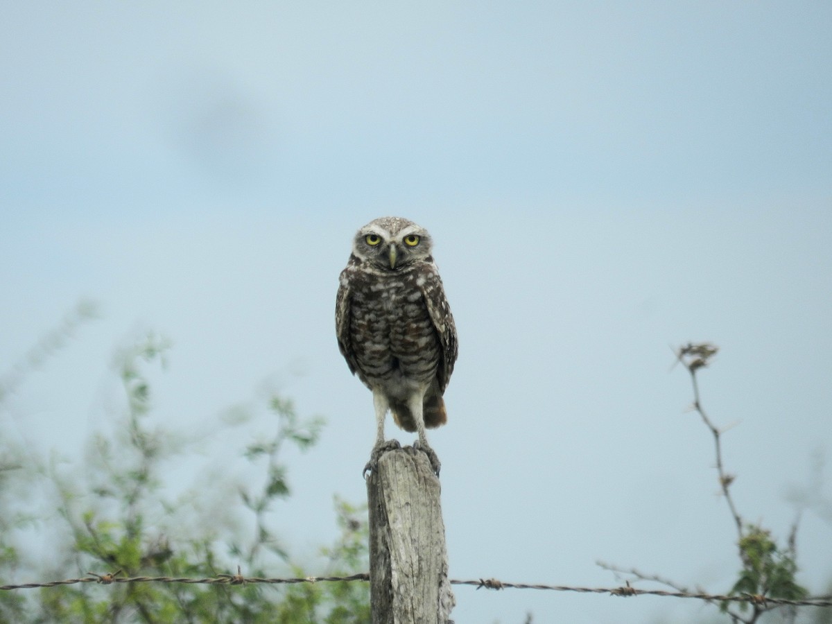 Burrowing Owl - ML619397072