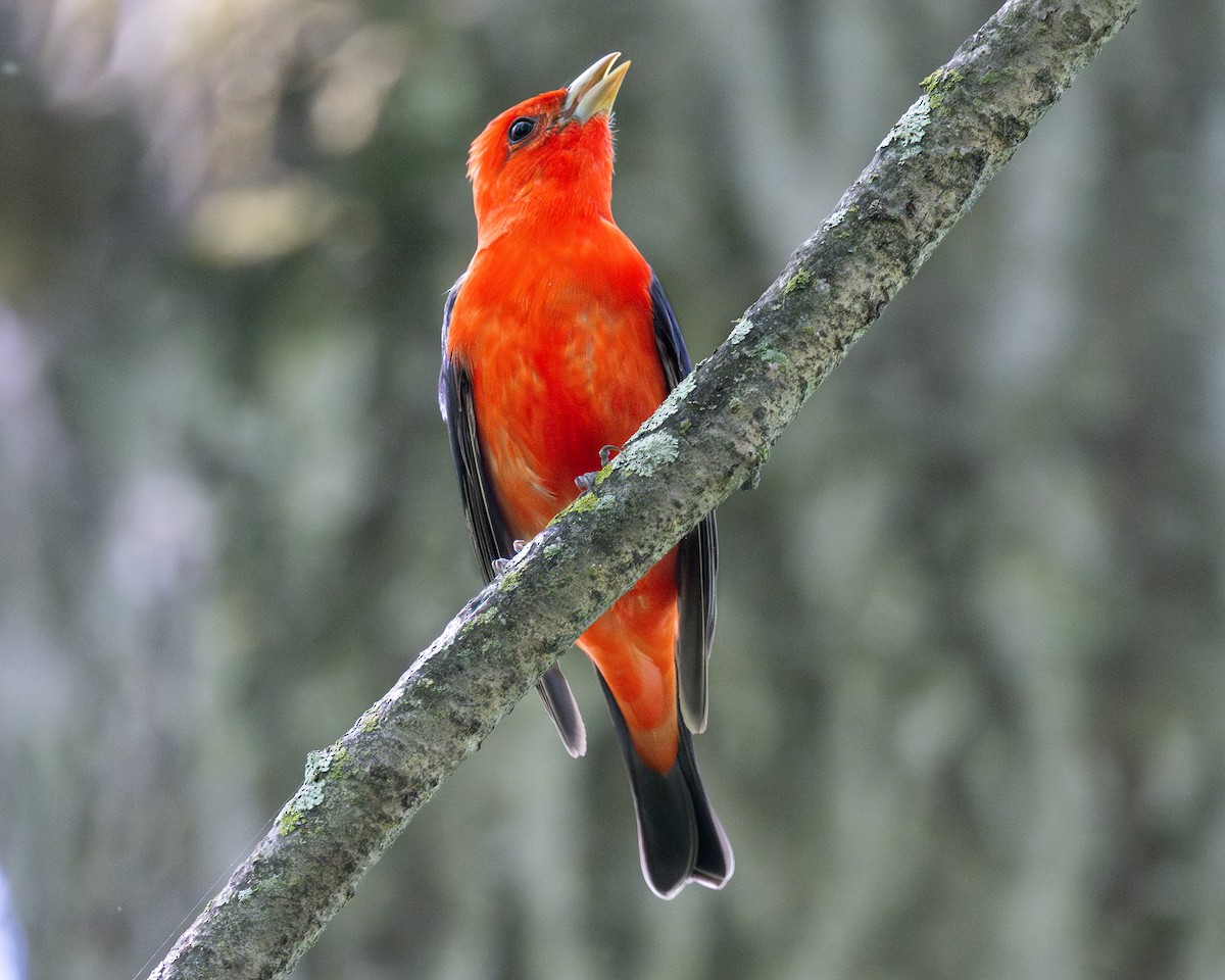 Scarlet Tanager - ML619397092