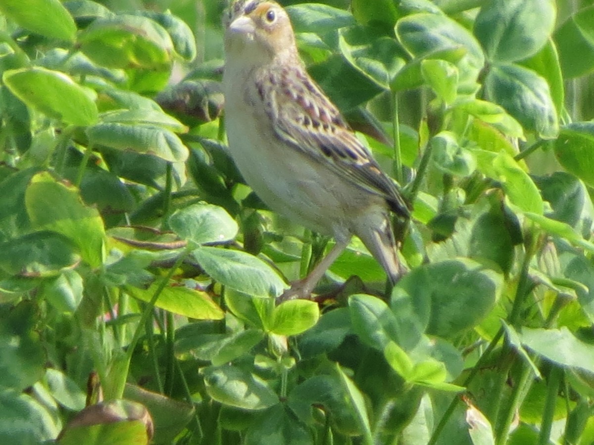 Grasshopper Sparrow - ML619397104