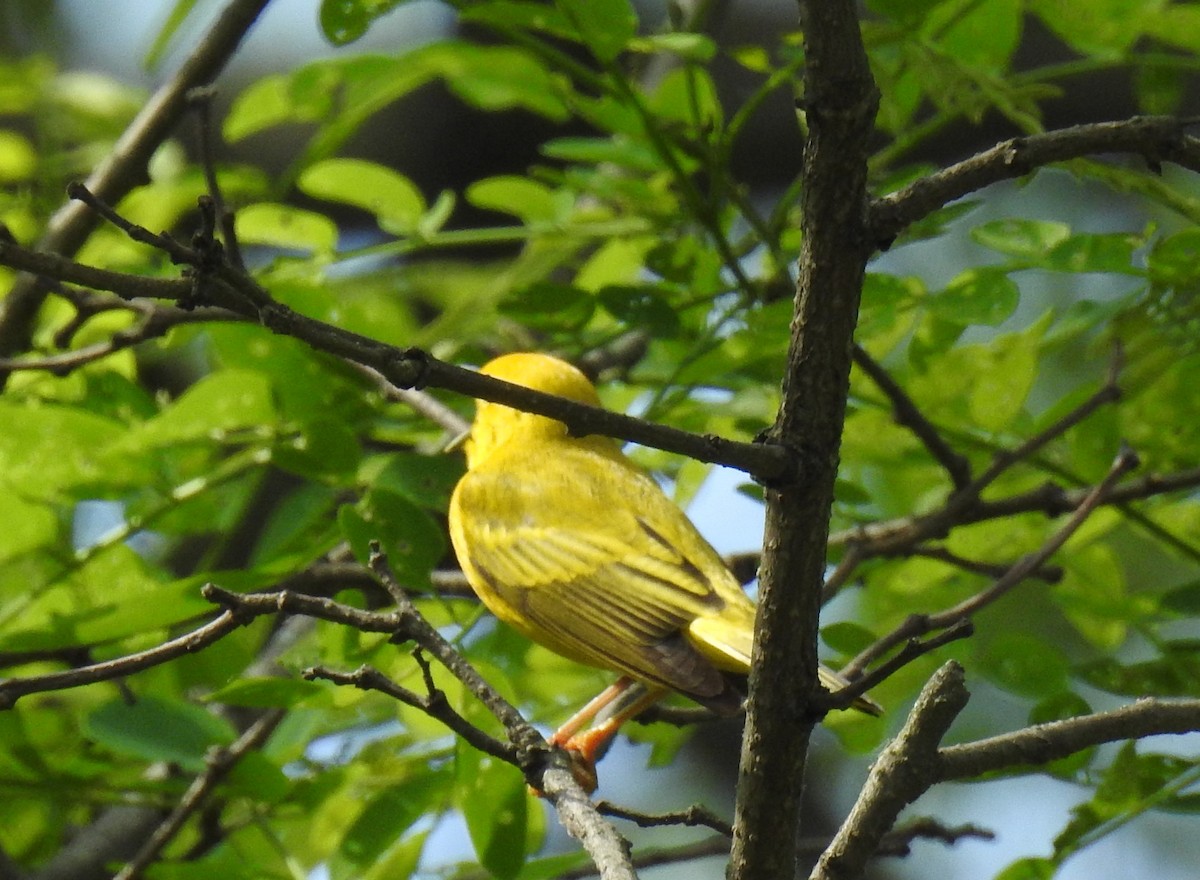 Yellow Warbler - ML619397106