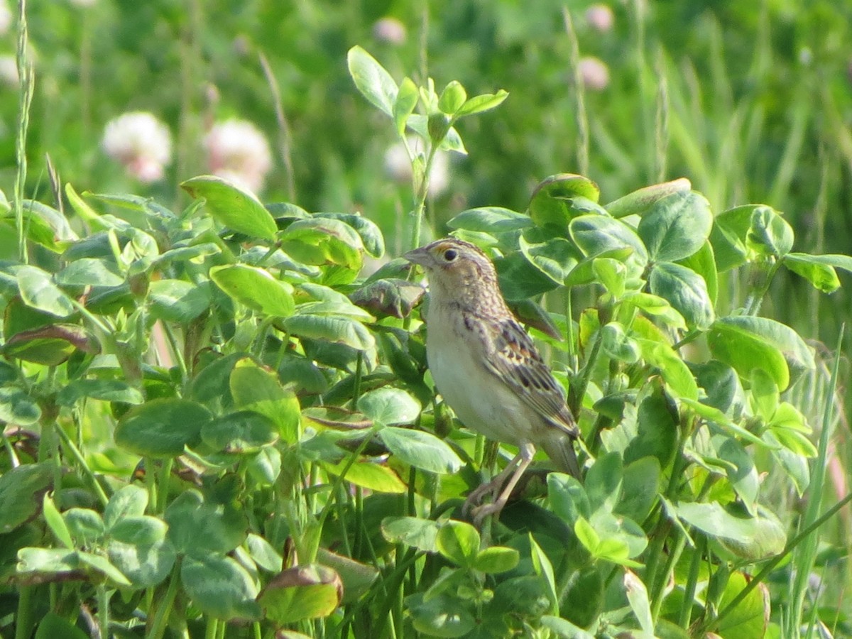 Grasshopper Sparrow - ML619397108