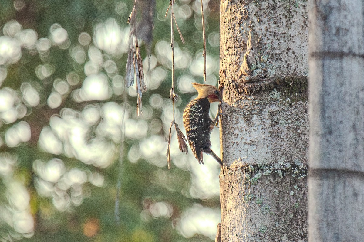 Blond-crested Woodpecker - ML619397109