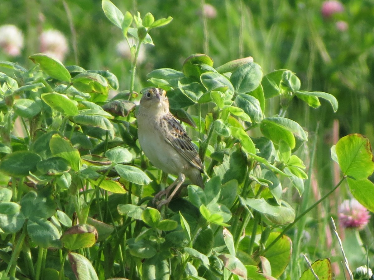 Grasshopper Sparrow - ML619397119
