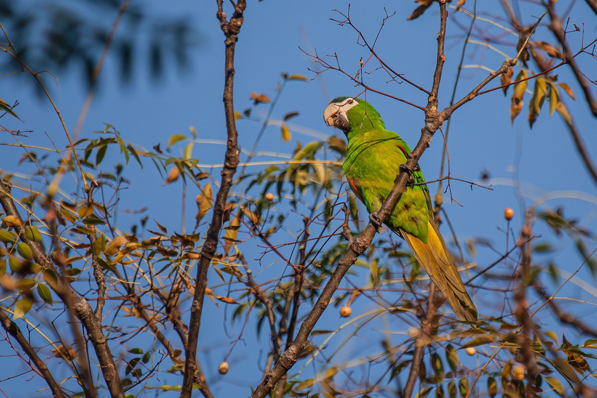 Red-shouldered Macaw - ML619397126