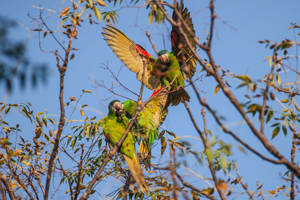Red-shouldered Macaw - ML619397127