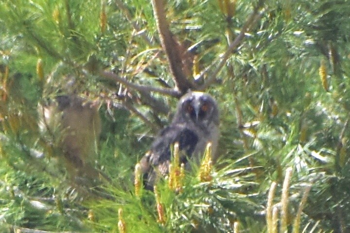 Long-eared Owl - ML619397135
