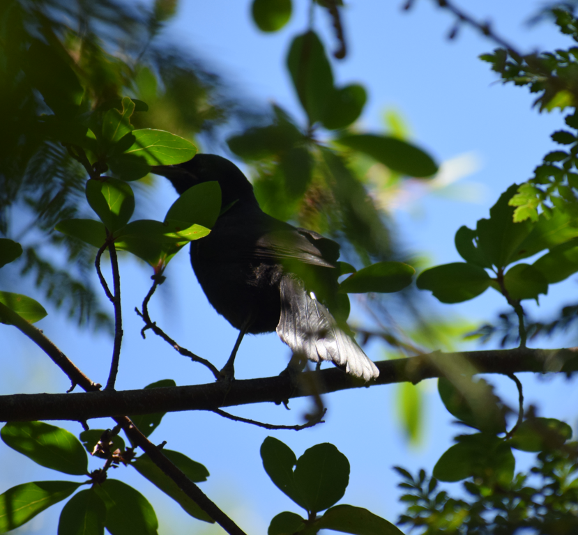 Austral Blackbird - ML619397155