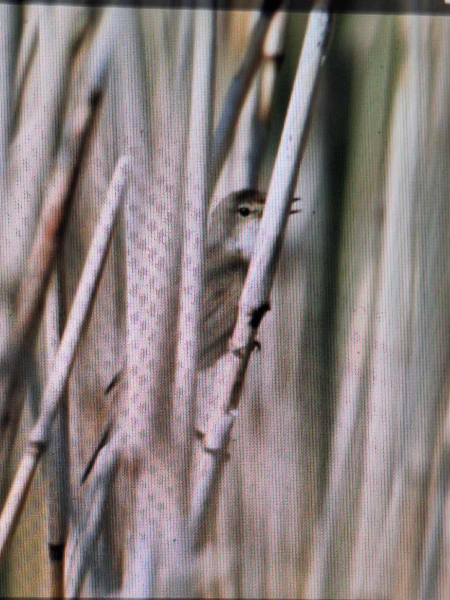 Common Reed Warbler - ML619397158