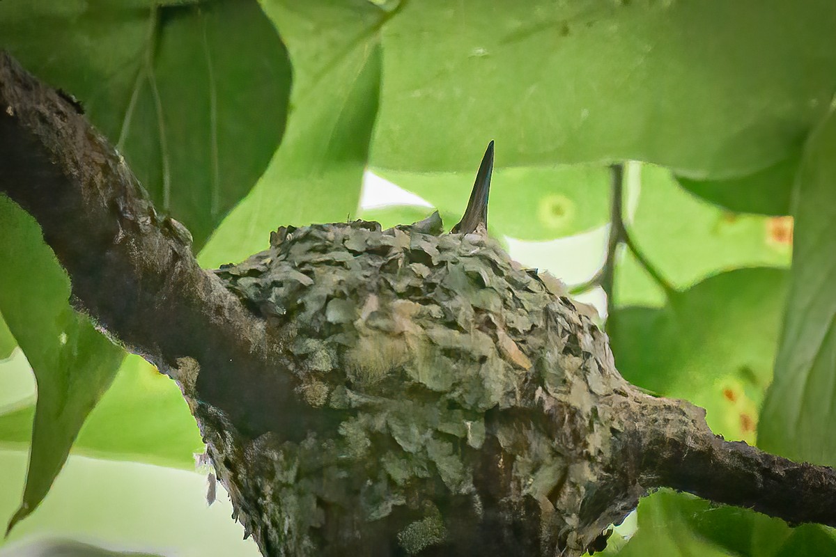 Black-chinned Hummingbird - ML619397160