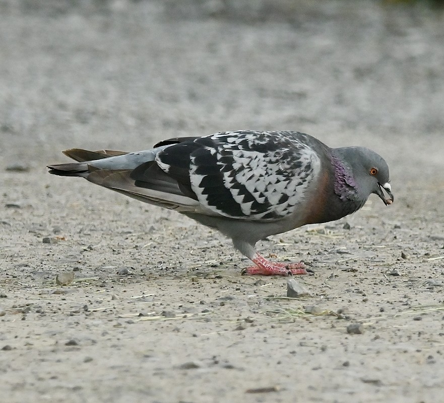 Rock Pigeon (Feral Pigeon) - ML619397181