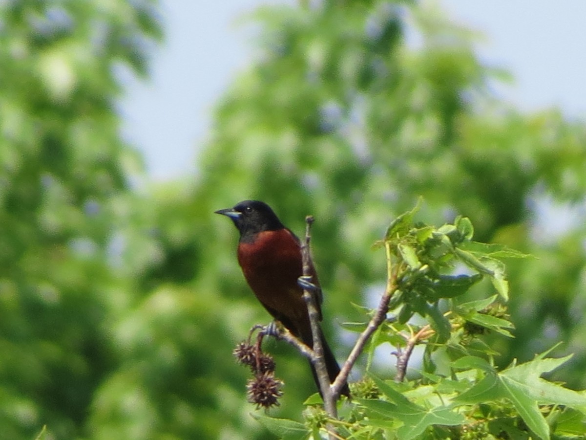 Orchard Oriole - ML619397198