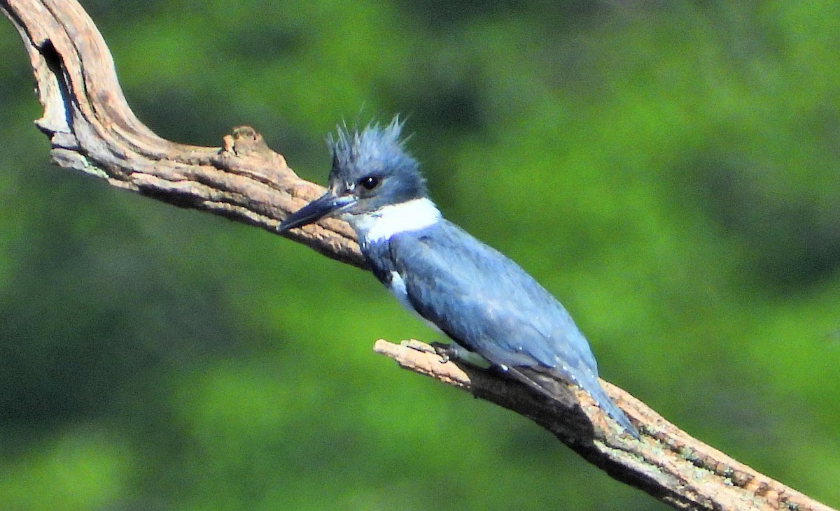 Belted Kingfisher - ML619397227