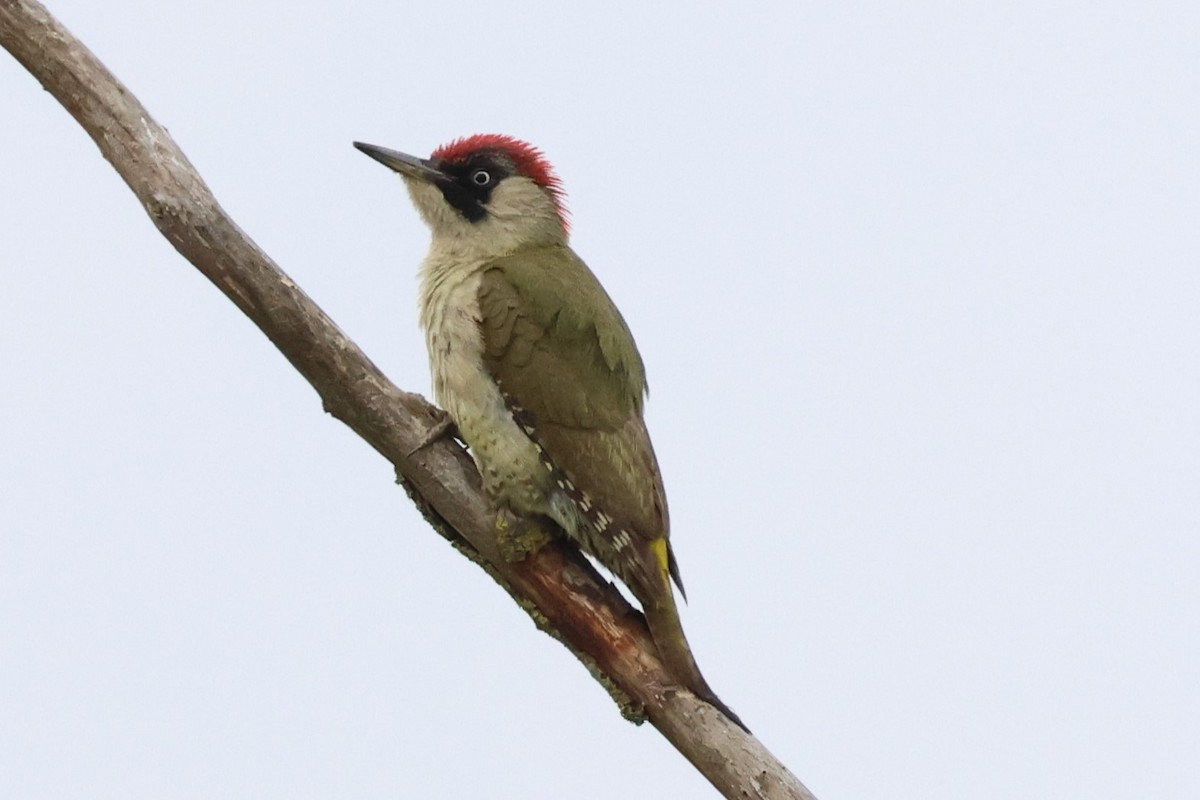 Eurasian Green Woodpecker - ML619397243