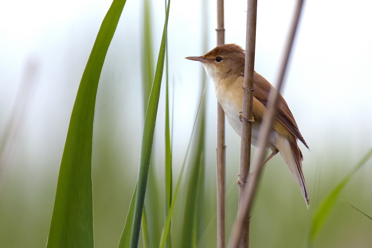 Common Reed Warbler - ML619397253