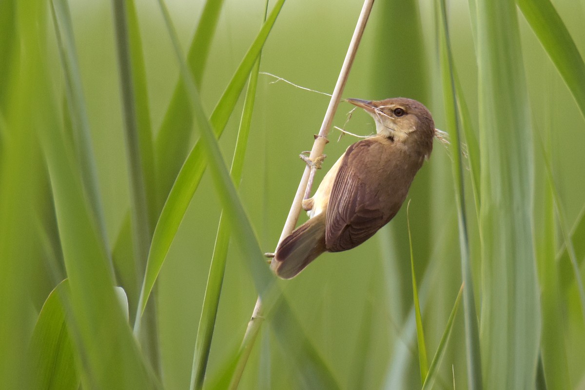 Common Reed Warbler - ML619397254