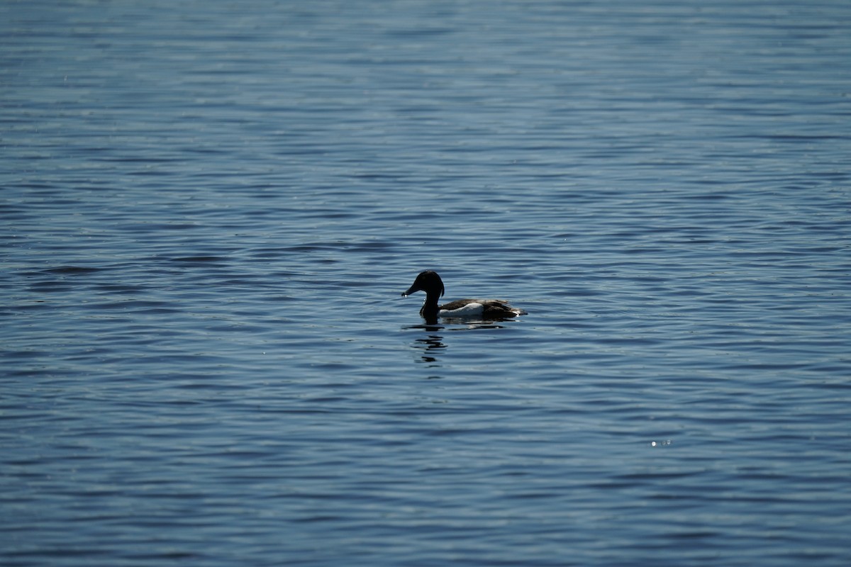 Tufted Duck - ML619397299