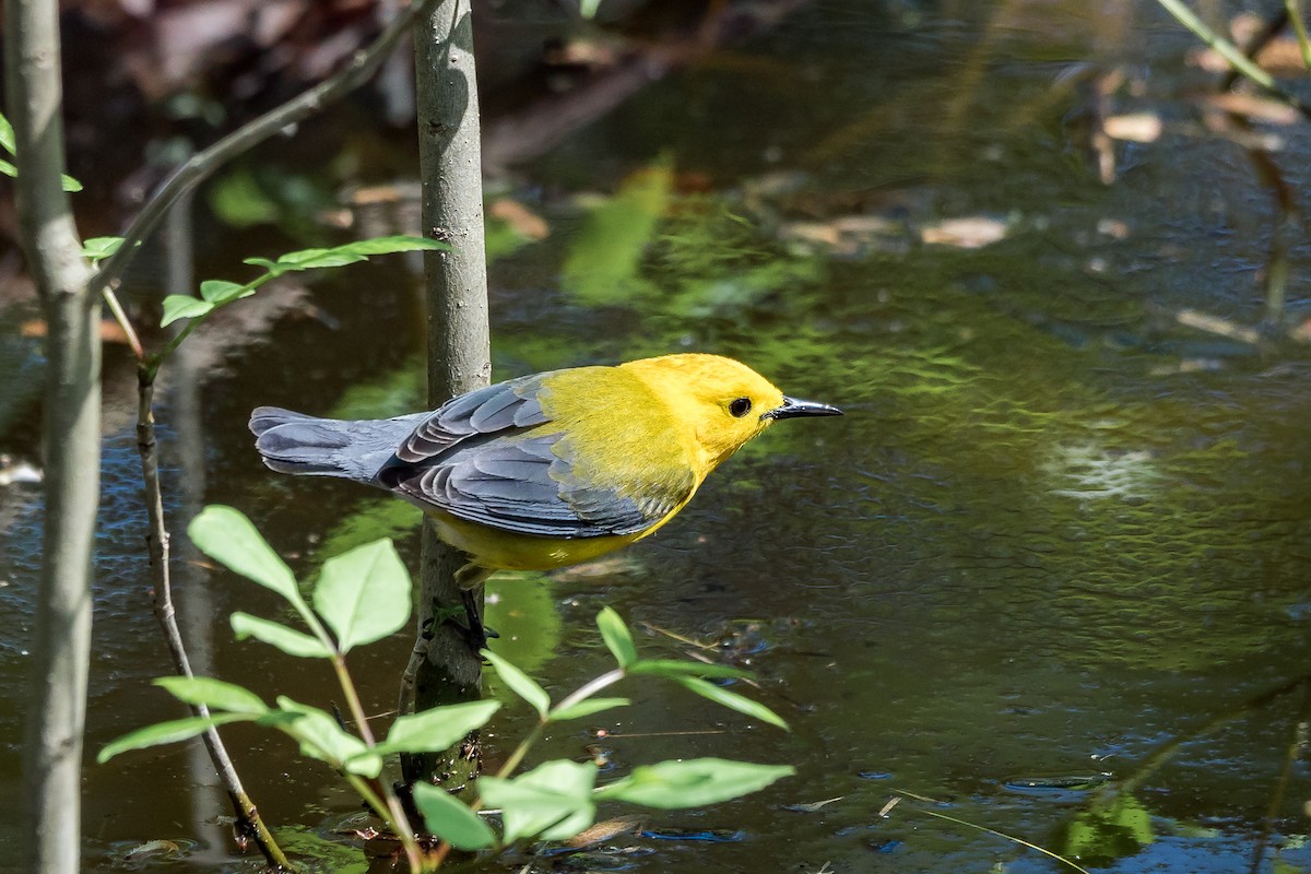 Prothonotary Warbler - ML619397311