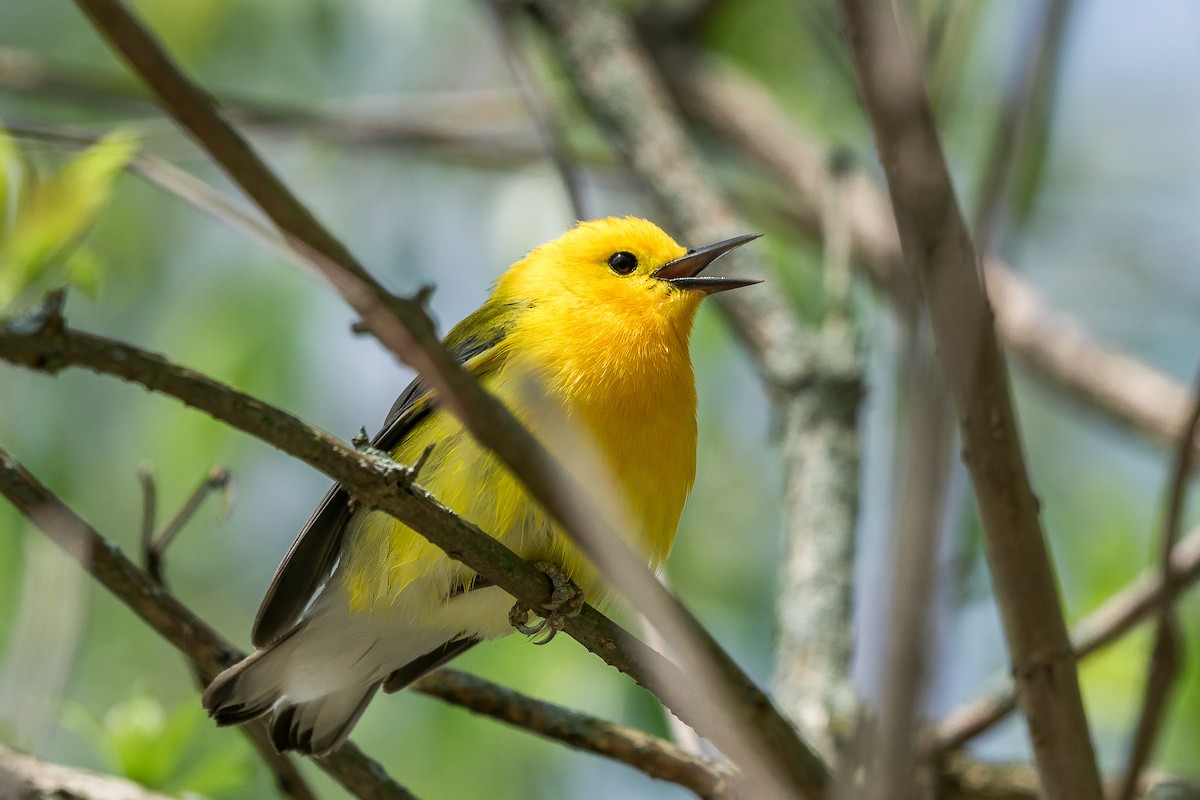 Prothonotary Warbler - ML619397320