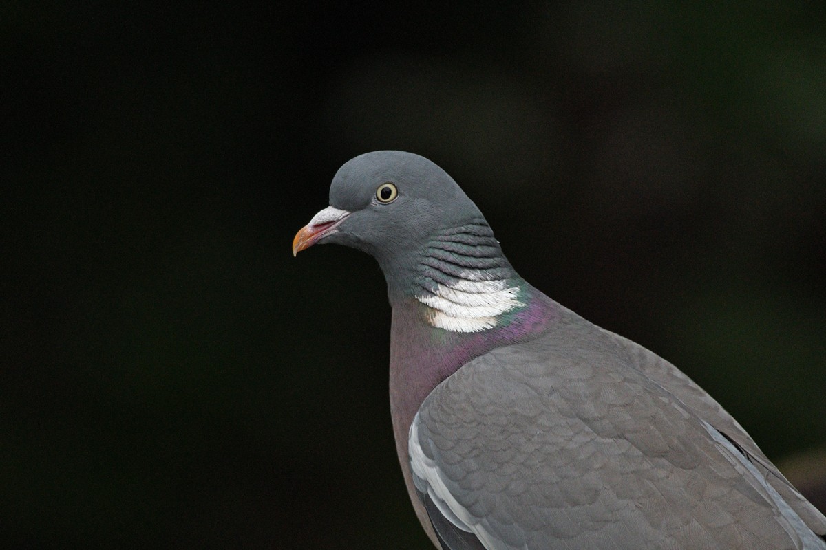 Common Wood-Pigeon - ML619397379