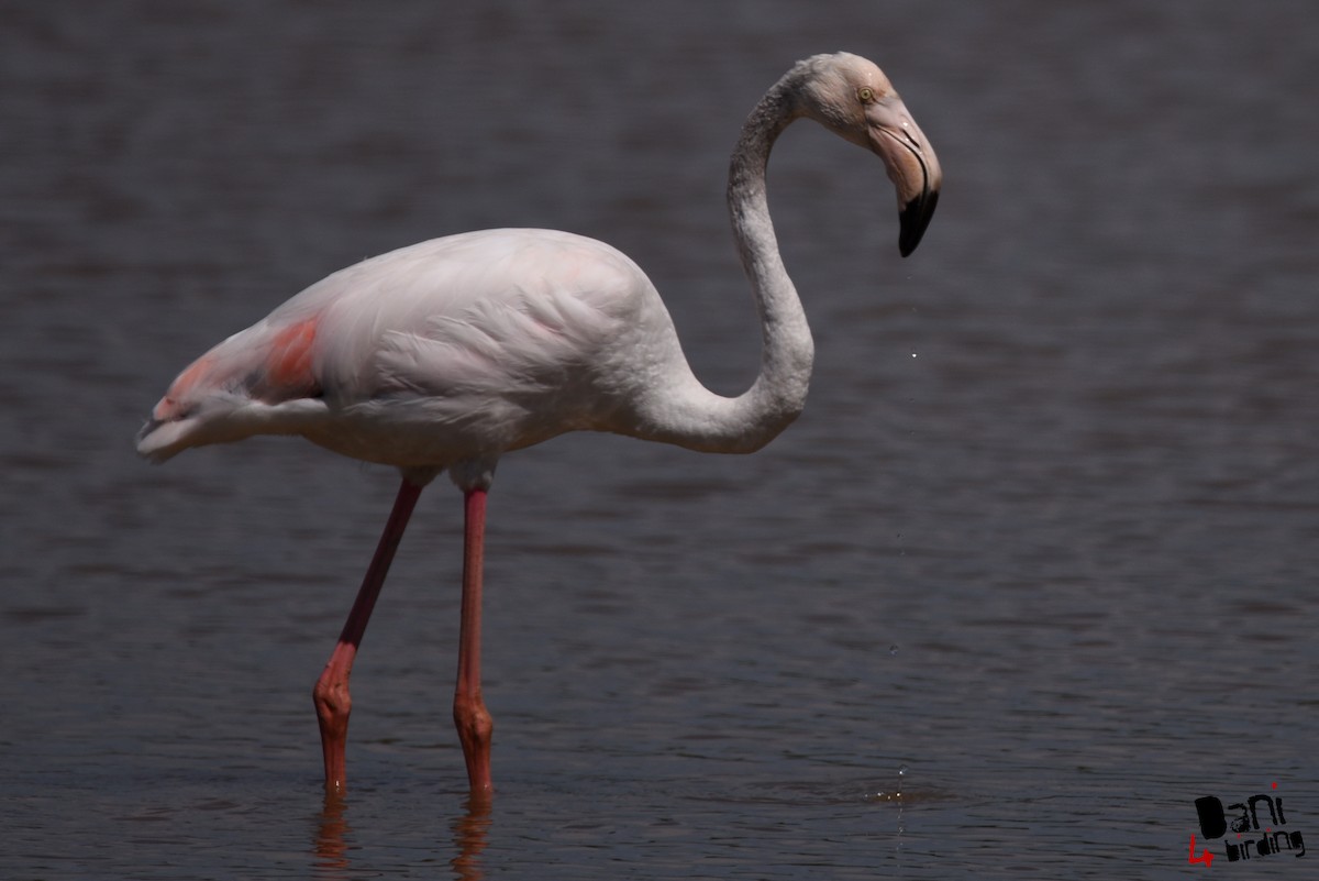 Greater Flamingo - ML619397420