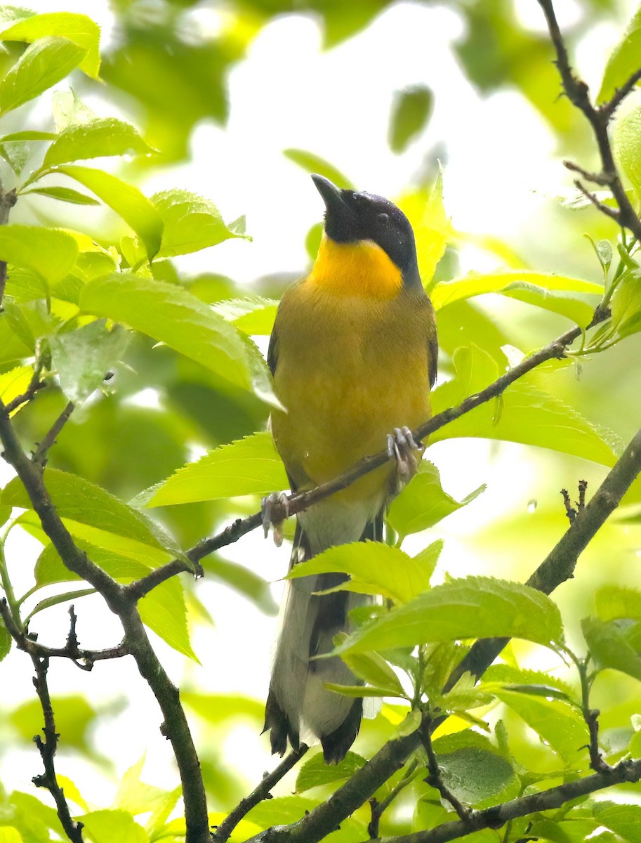 Blue-crowned Laughingthrush - ML619397475