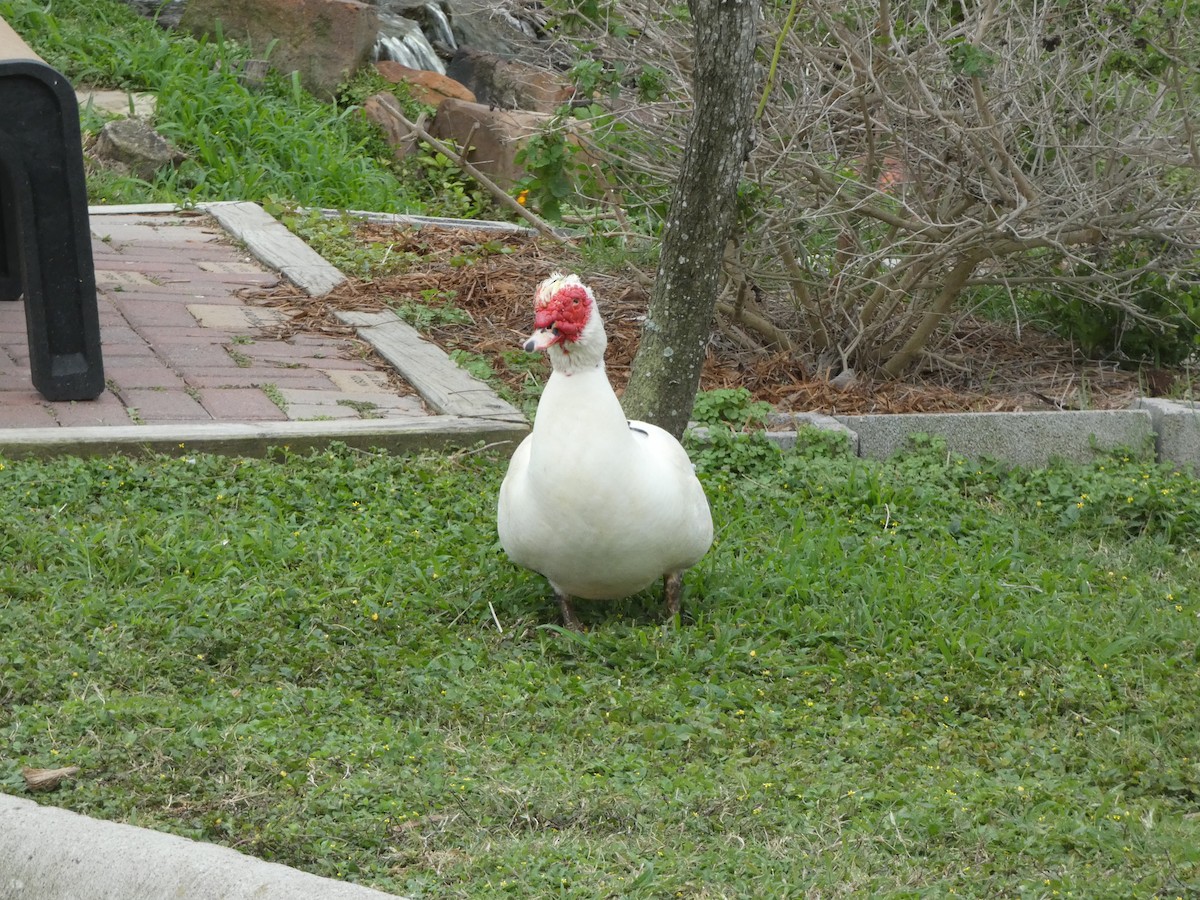 Muscovy Duck (Domestic type) - ML619397476