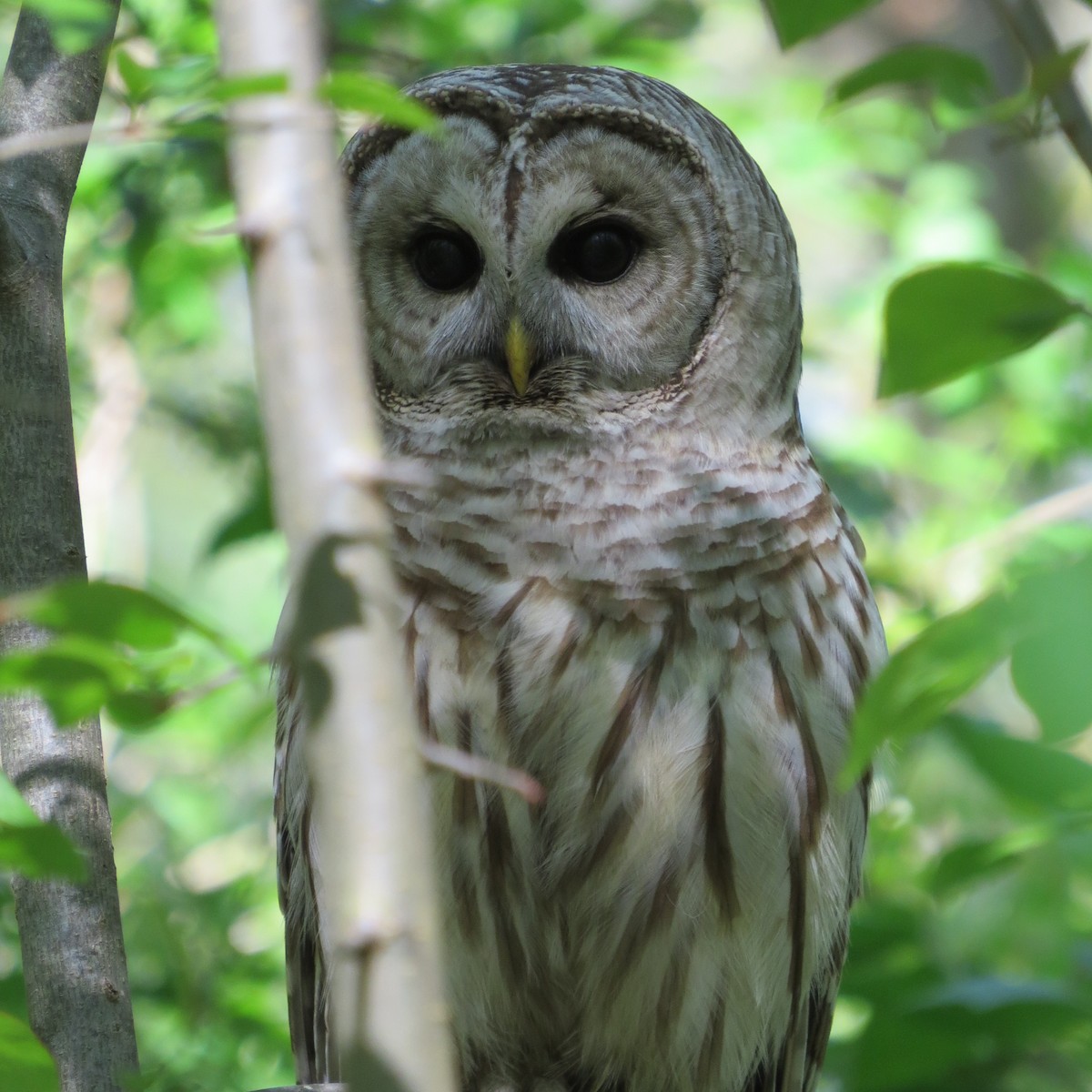 Barred Owl - ML619397497