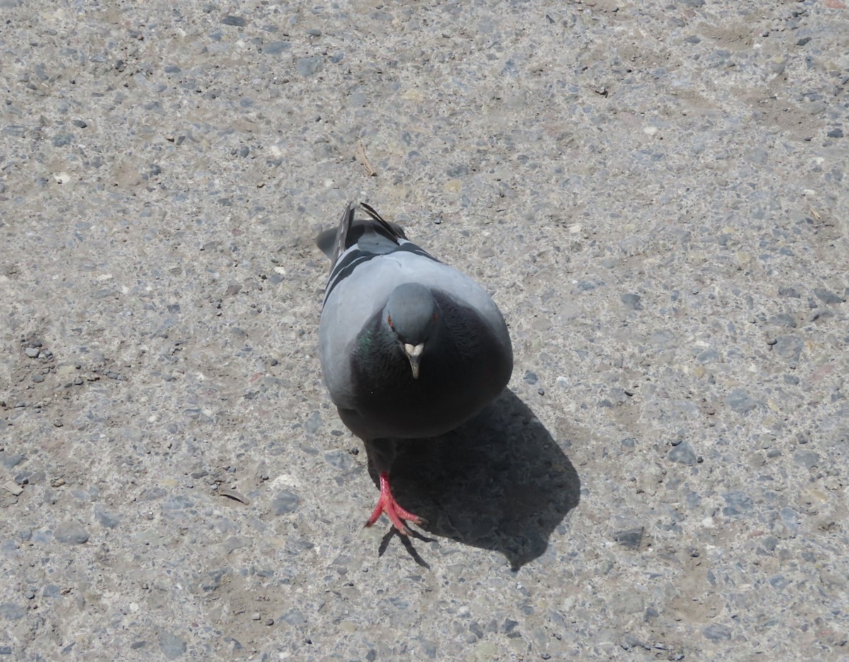 Rock Pigeon (Feral Pigeon) - ML619397514