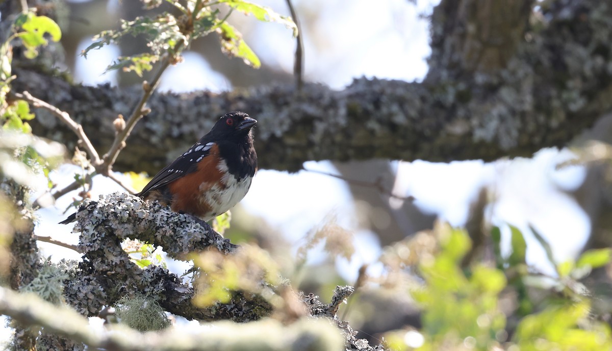 Spotted Towhee - ML619397523