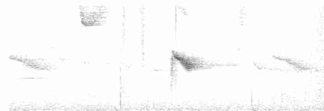 Дрізд-короткодзьоб канадський - ML619397549