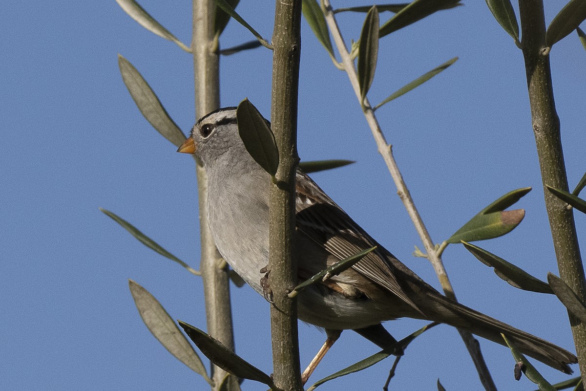 White-crowned Sparrow - ML619397566