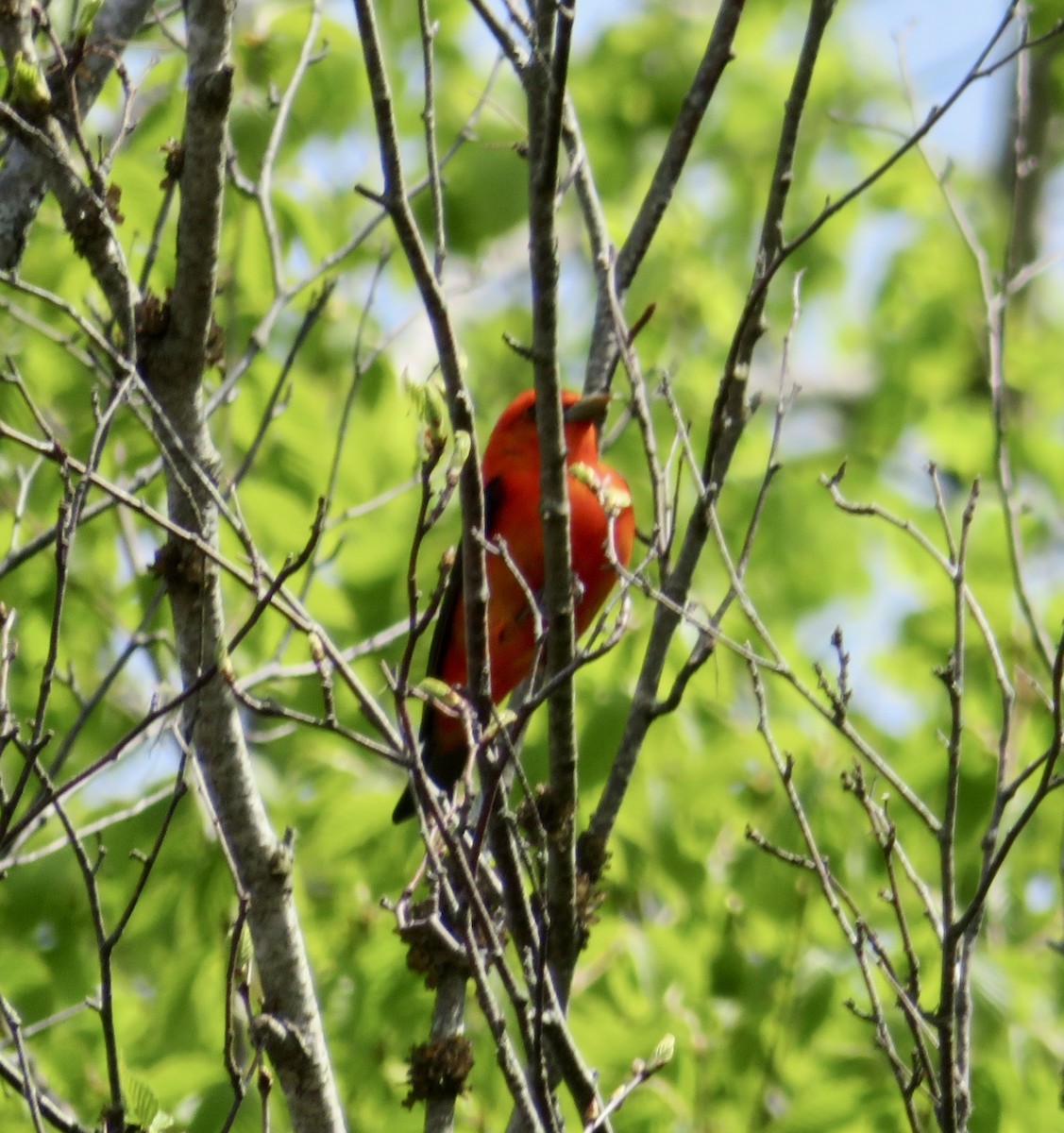 Scarlet Tanager - ML619397617