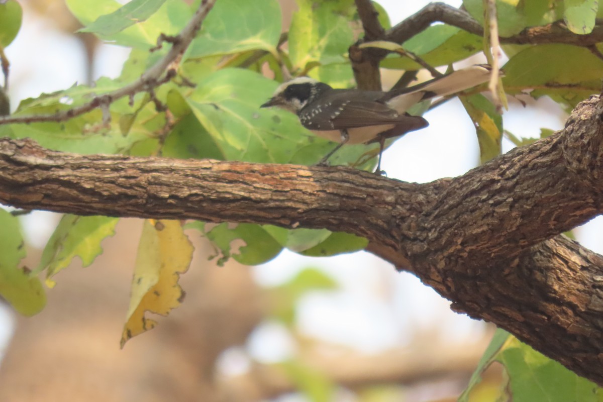 White-browed Fantail - ML619397646