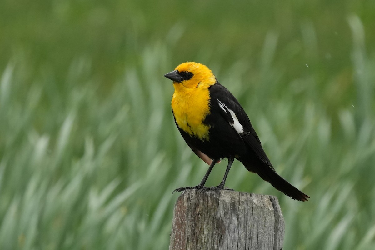 Yellow-headed Blackbird - ML619397694