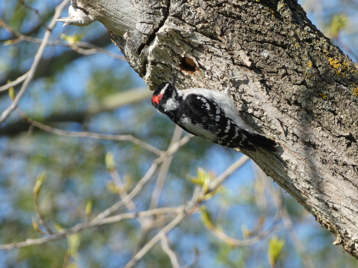 Downy Woodpecker - ML619397728