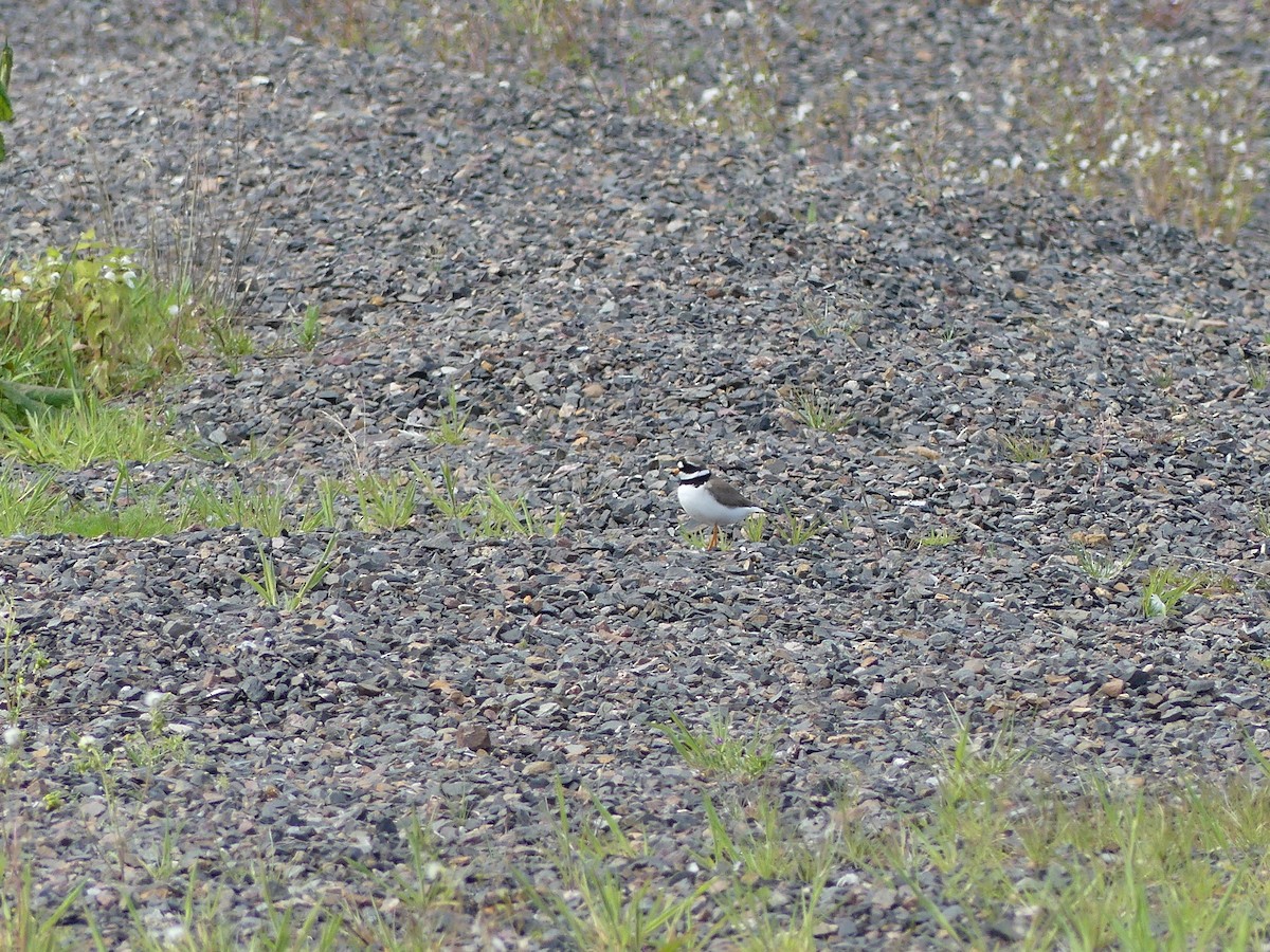 Common Ringed Plover - ML619397759