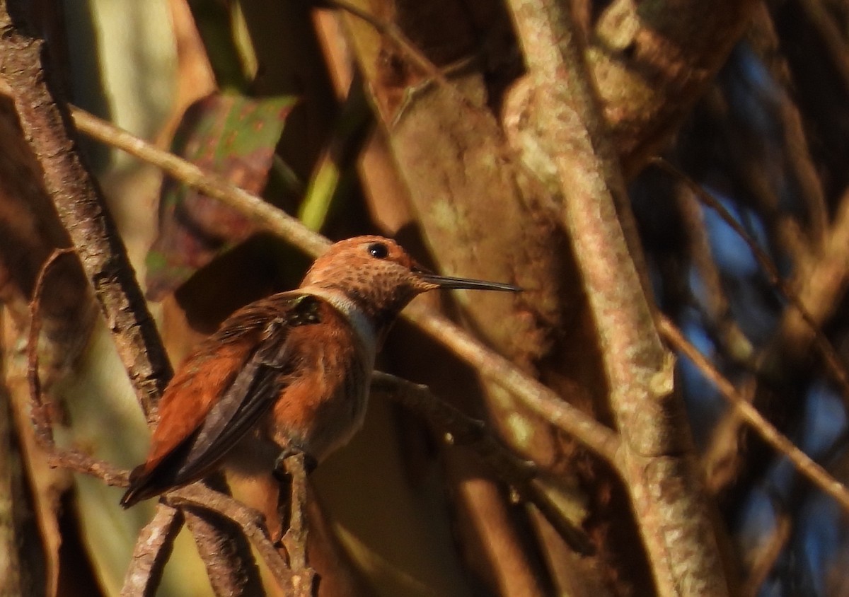 Rufous/Allen's Hummingbird - ML619397879