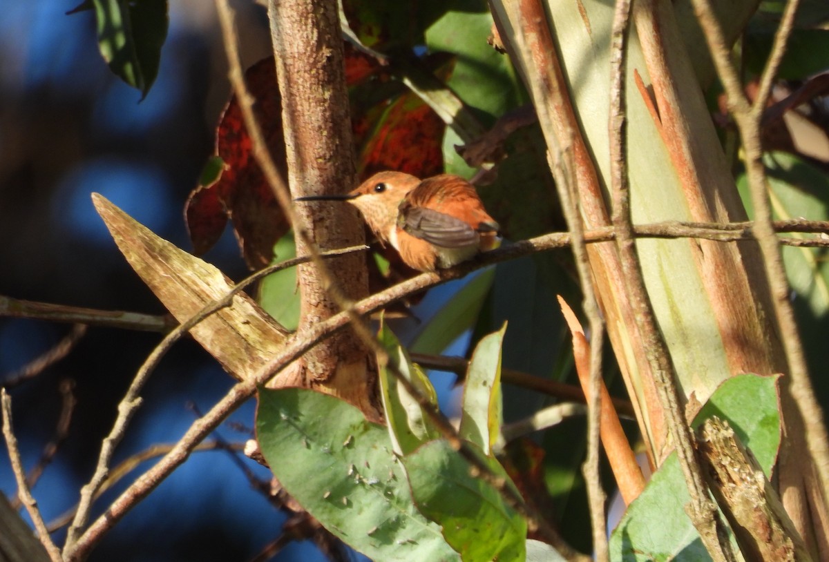 Rufous/Allen's Hummingbird - ML619397880