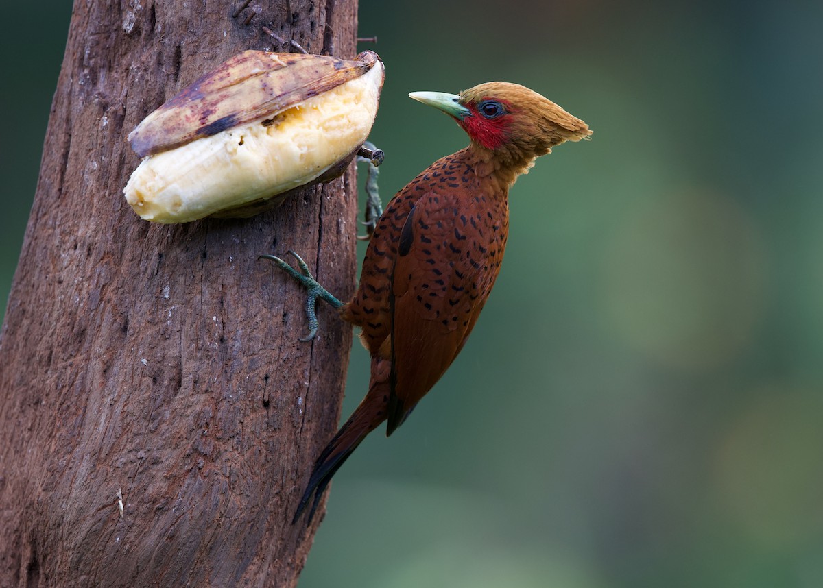 Chestnut-colored Woodpecker - ML619397914