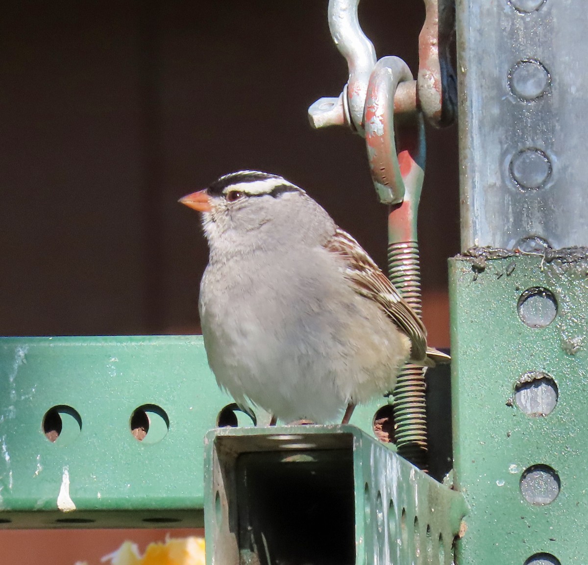 White-crowned Sparrow (oriantha) - ML619397938
