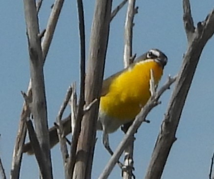 Yellow-breasted Chat - ML619397945
