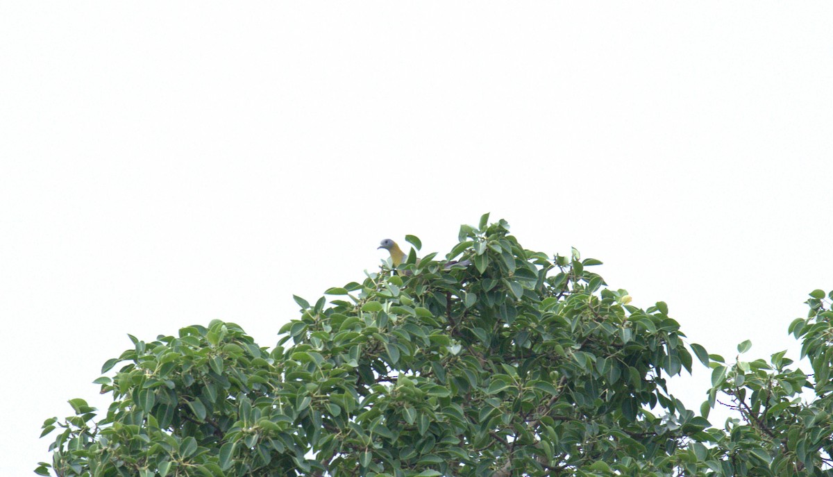 Желтоногий зелёный голубь - ML619397952