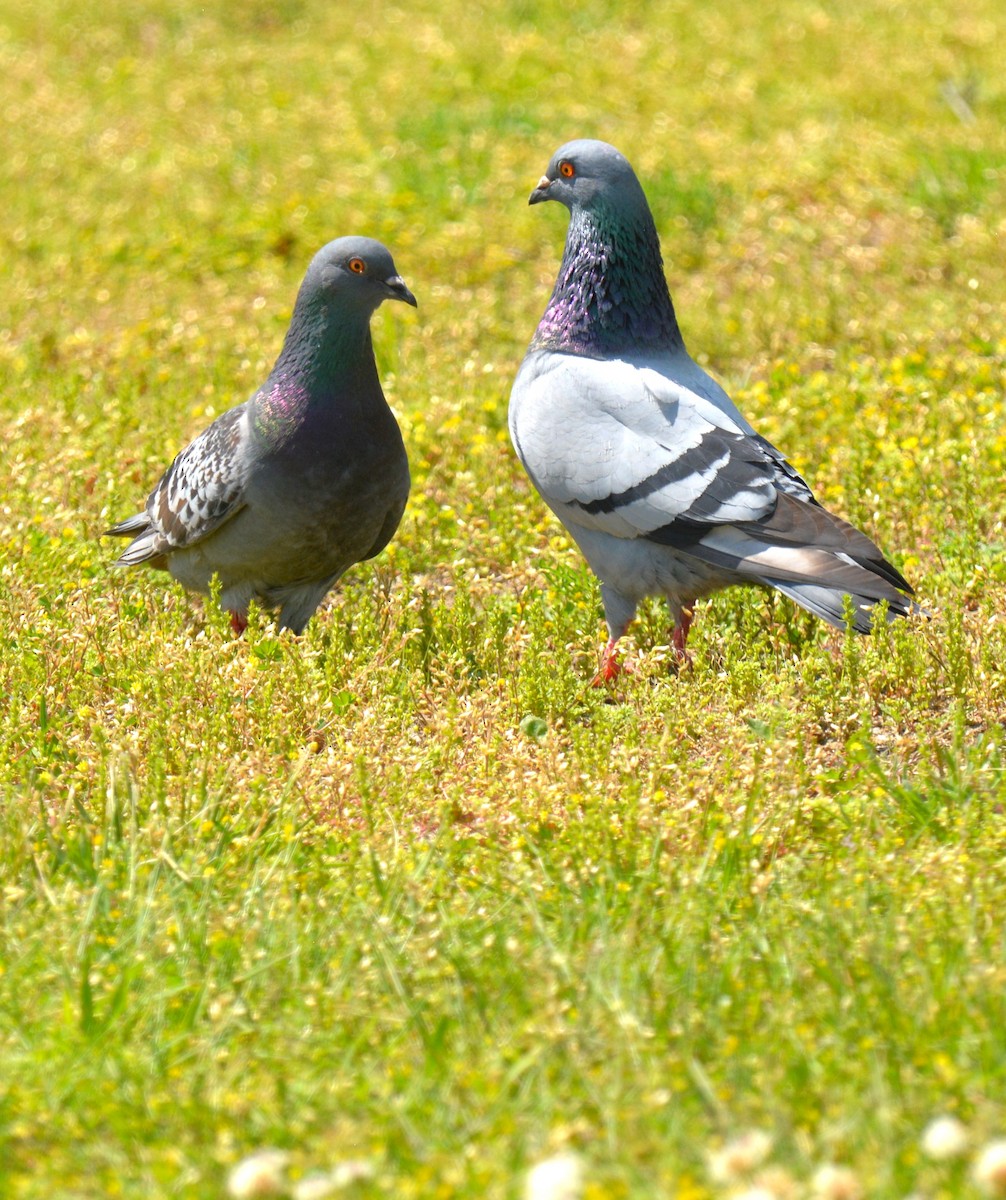 Rock Pigeon (Feral Pigeon) - ML619397983
