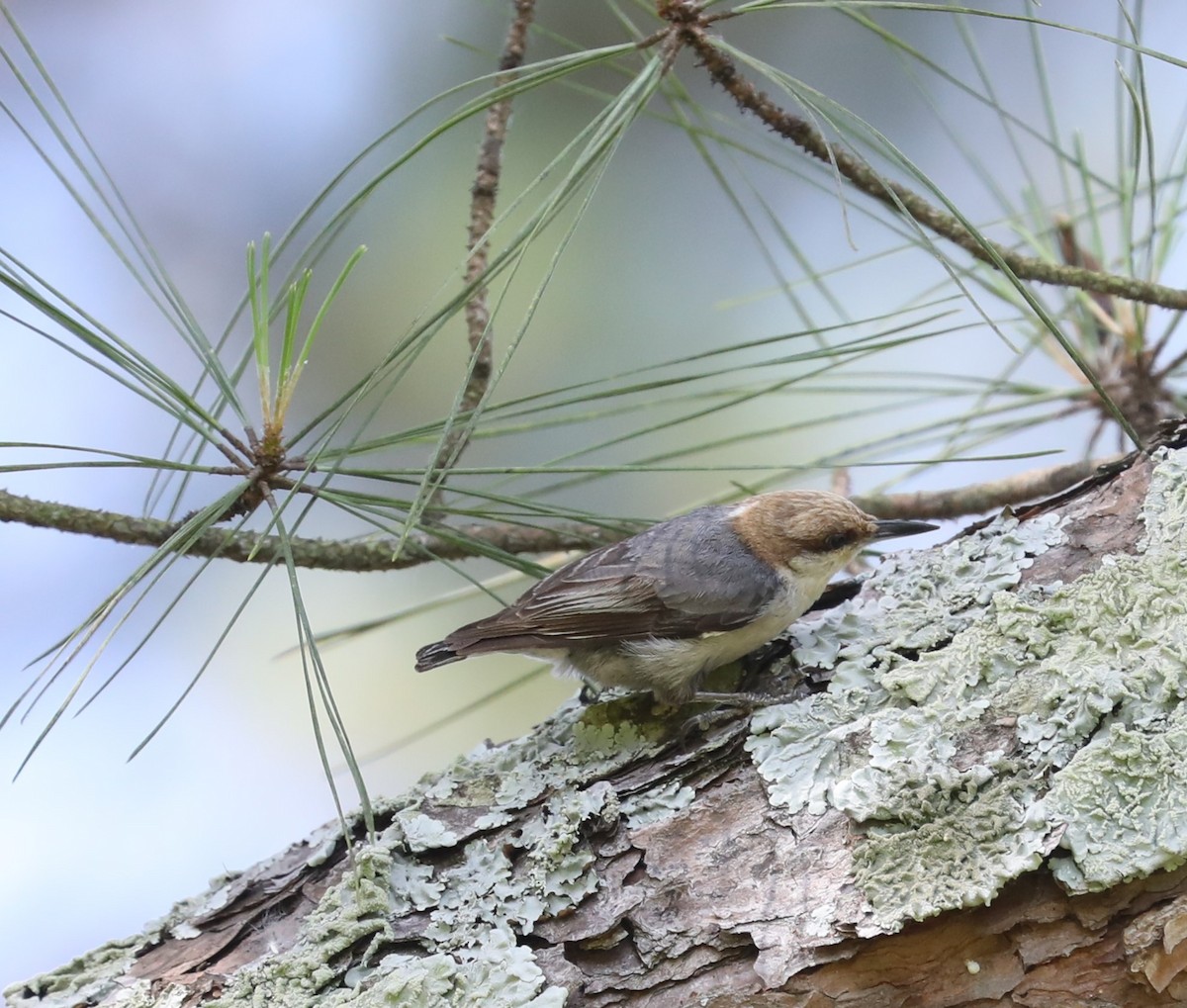 Brown-headed Nuthatch - ML619398005