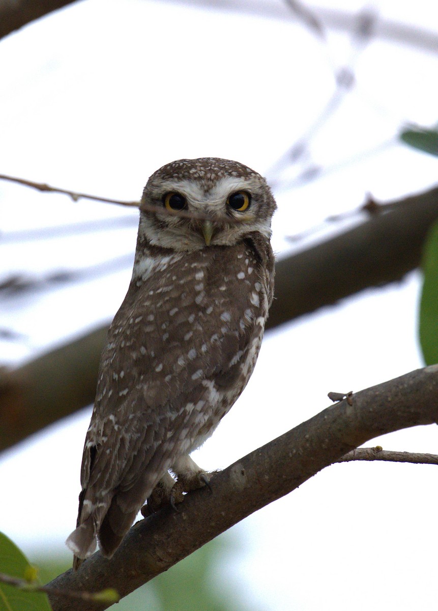 Spotted Owlet - ML619398007