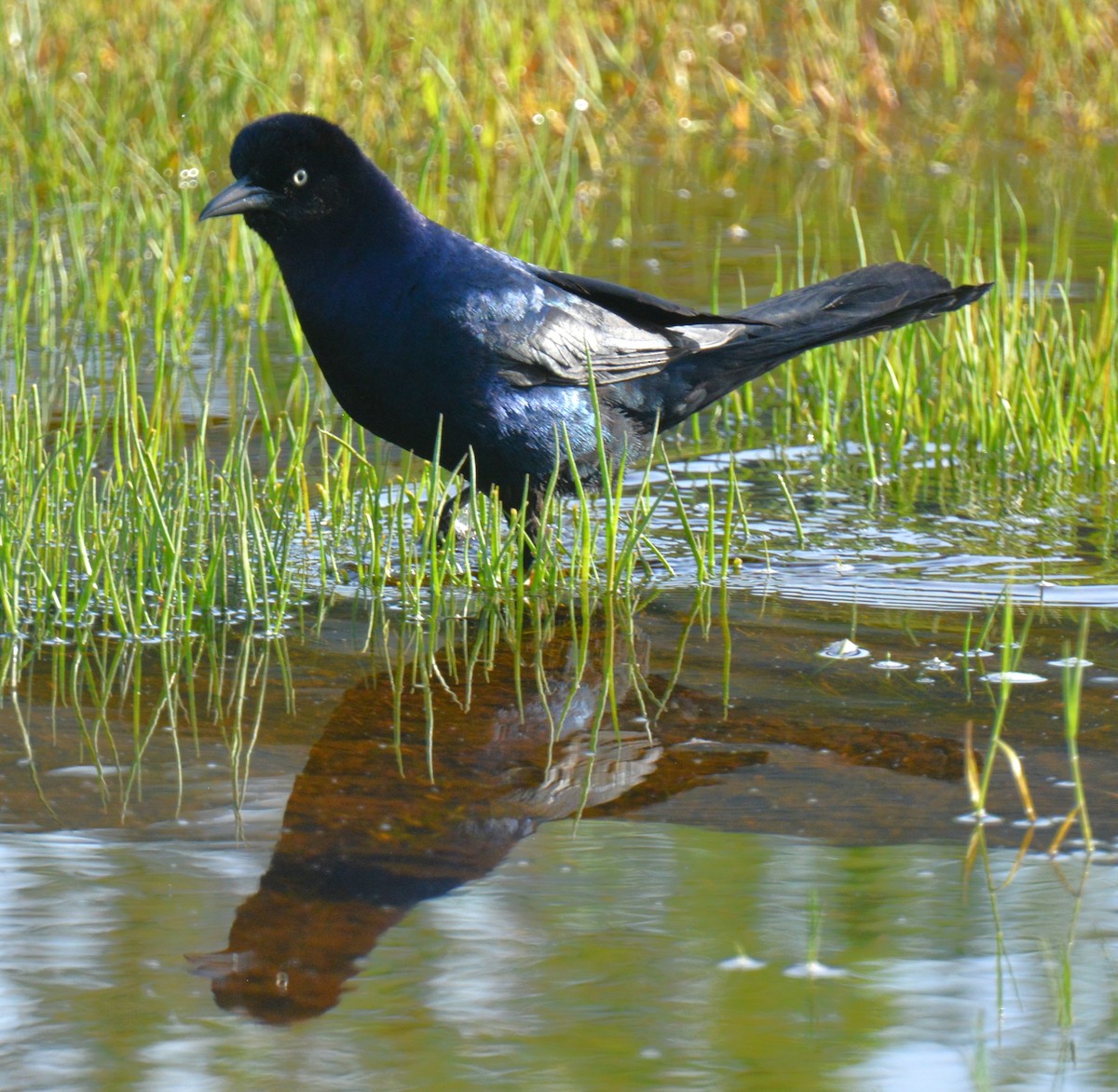 Boat-tailed Grackle - ML619398023