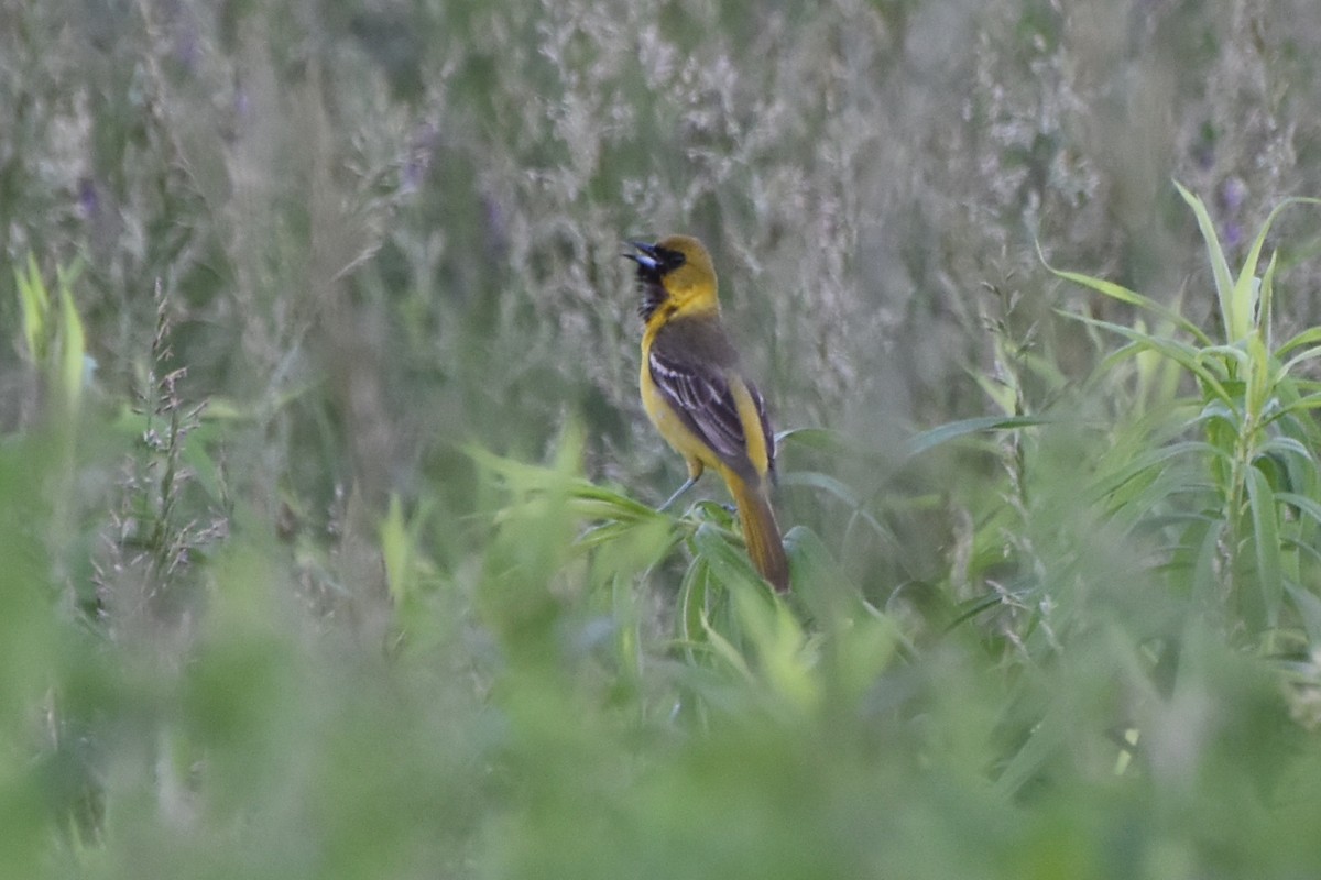 Orchard Oriole - ML619398025
