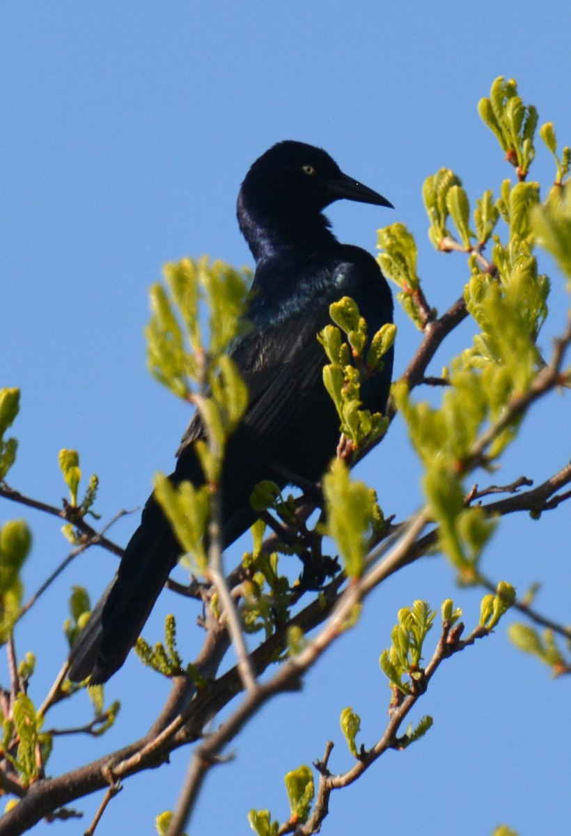 Boat-tailed Grackle - ML619398026
